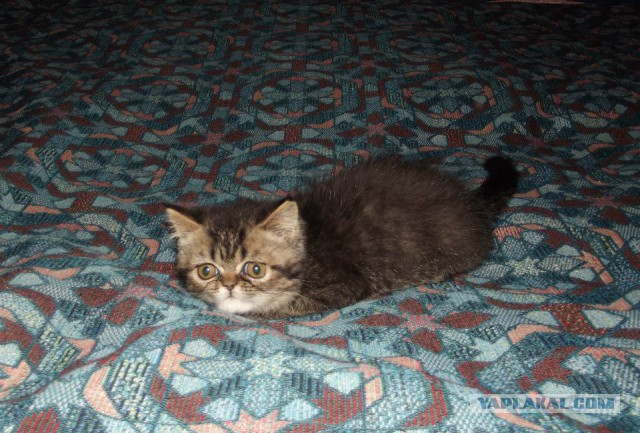 Котовторник 14.07.2015