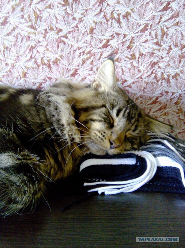 Котовторник 04.08.2015