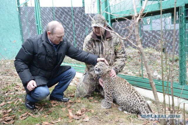 Владимир Путин с котом