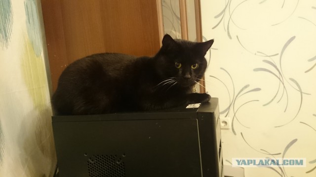 Котовторник 20.10.2015