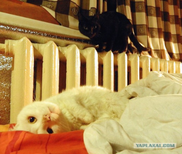 Котовторник 03.11.2015