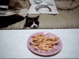 Коты, кошки, котята