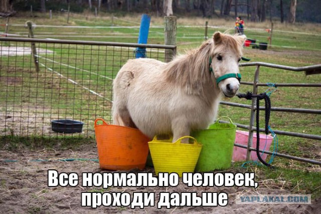 Картинки смешные и несмешные