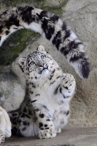 Снежный барсёныш