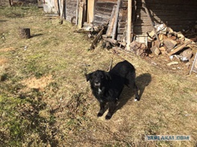 Жизнь домашнего приюта для котеек 103