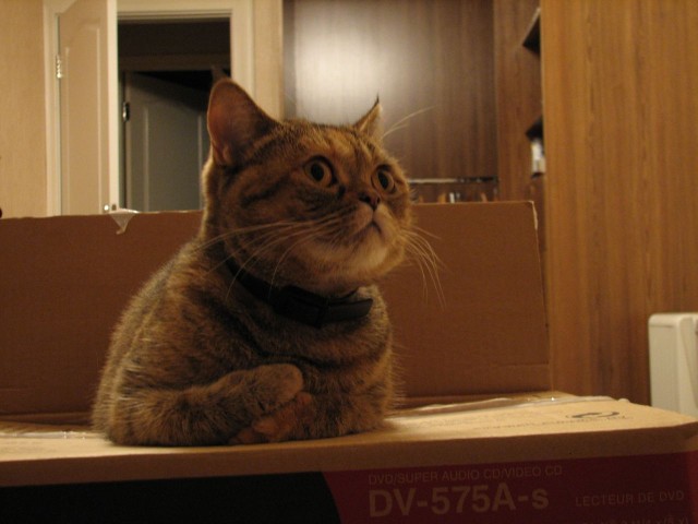 Коты, кошки, котята