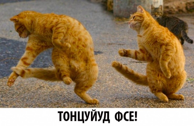 Котовторник!