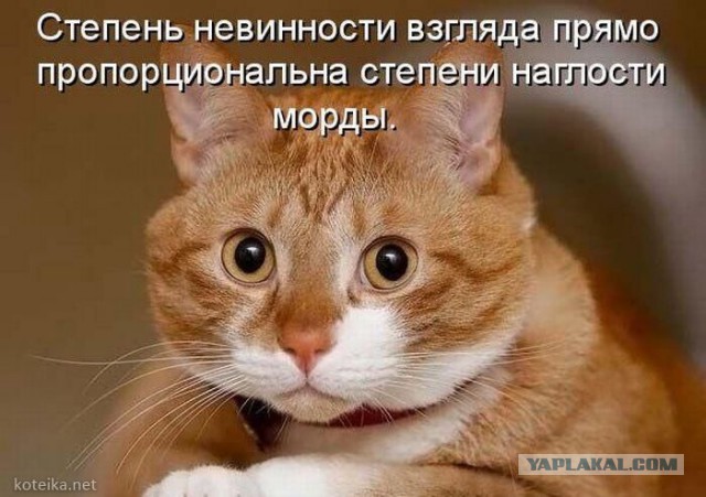 Котовторник 17.05.2016