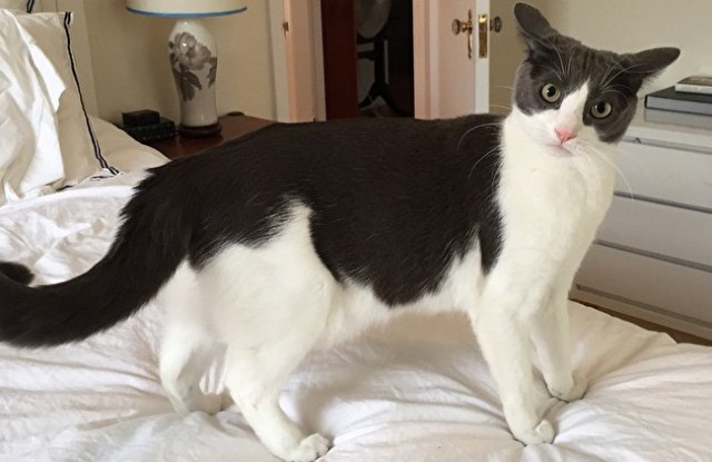 Коты из сети