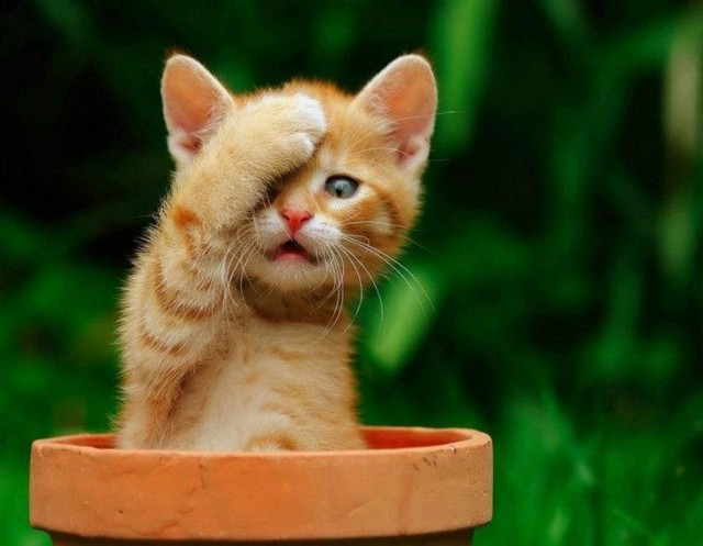 Коты из сети