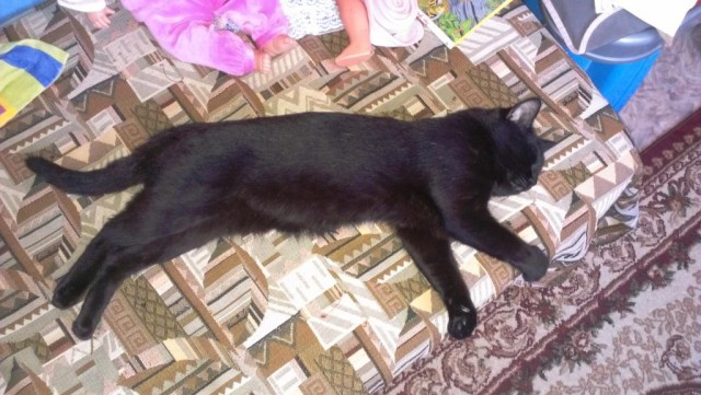 Две морды - к котовторнику :)