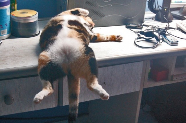 Коты из сети