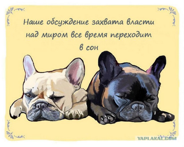 Забавные мысли, которые наверняка посещали каждую собаку