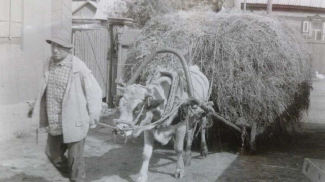 Прикольные картинки 30.06.2017.