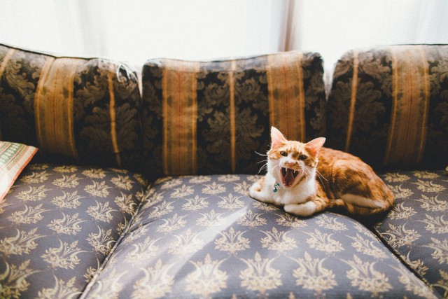 Коты и Кошки