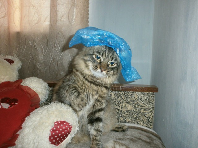 Коты и Кошки