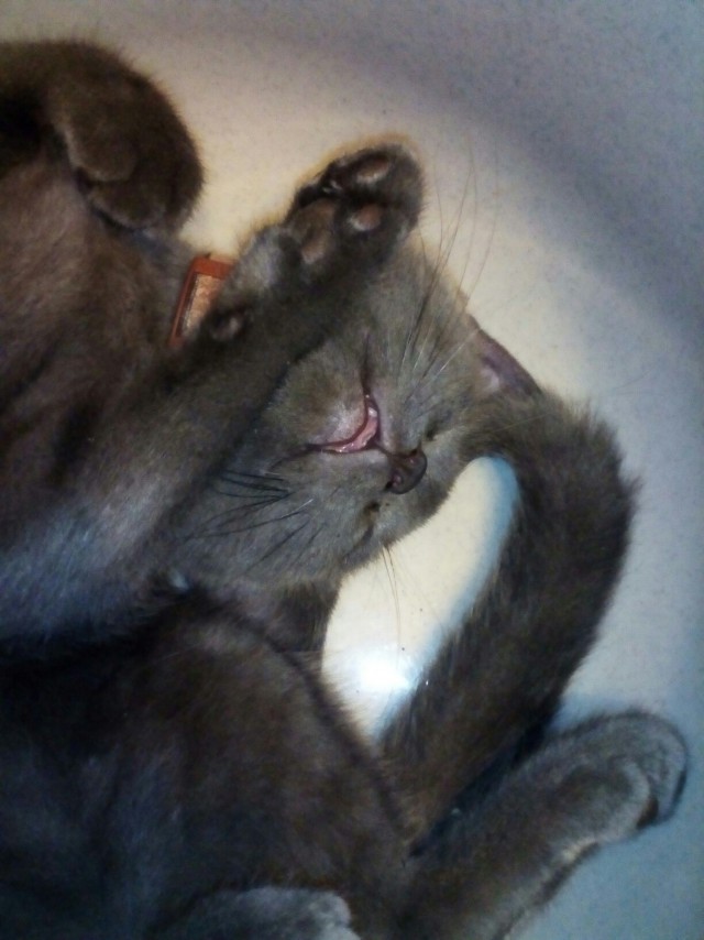 Котовторник