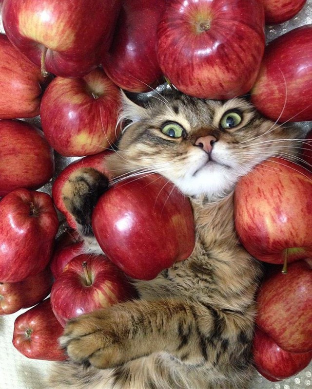 Коты и Кошки