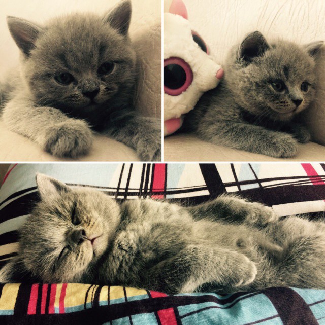 Коты и Кошки
