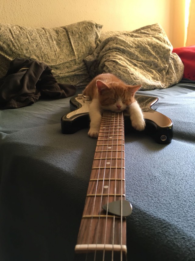 Прикольных котов пост