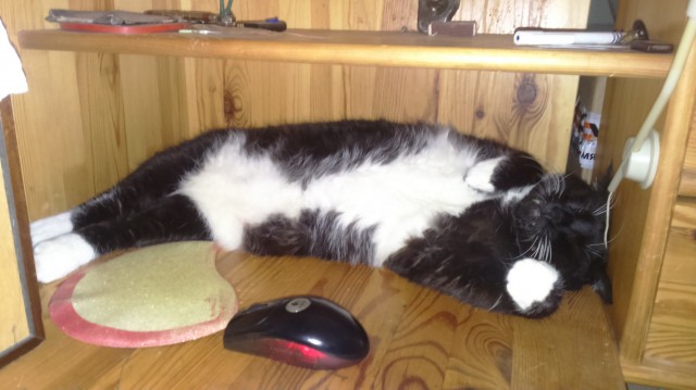 Котовторник 19.06.2018