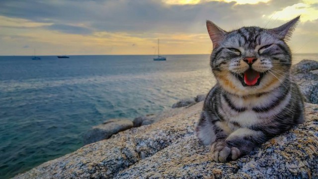 Прикольных котов пост