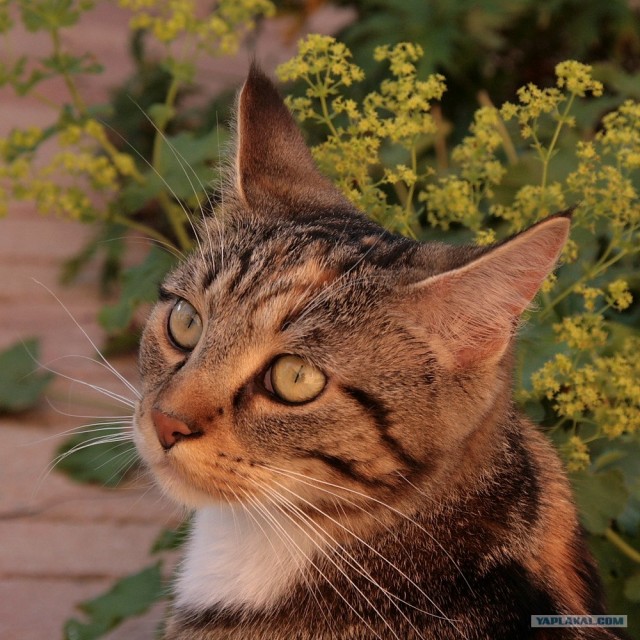 Уррааа! Котомет на ЯПлакалъ.
