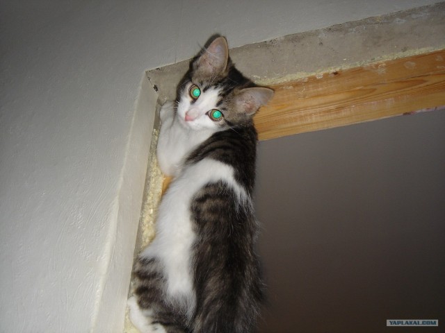 Котовторник (16.09.08)