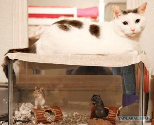 Котовторник!