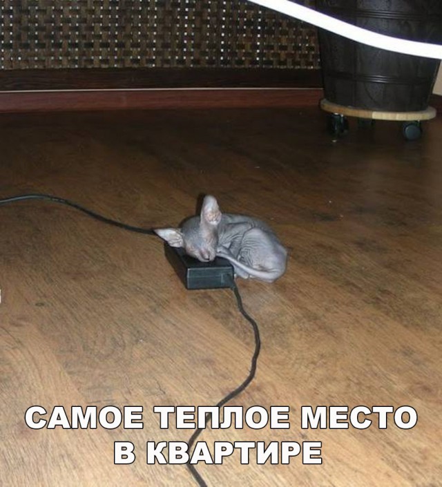 Немного милоты