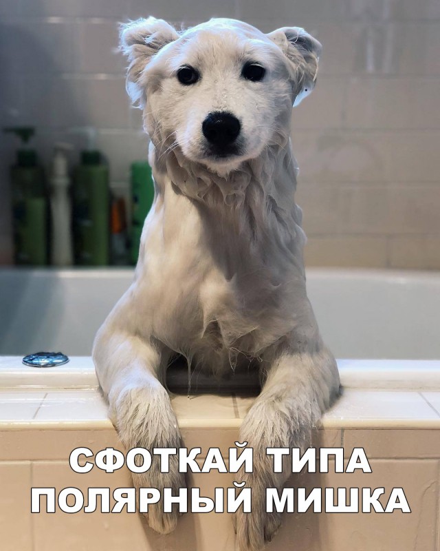 Милые животные. Мимиметр сломался