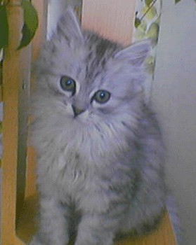 Котовторник - С праздником, котоводы!