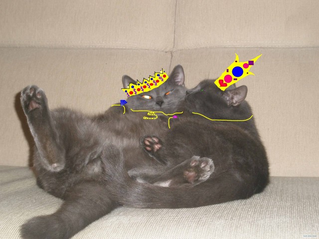 Котовторник стартует