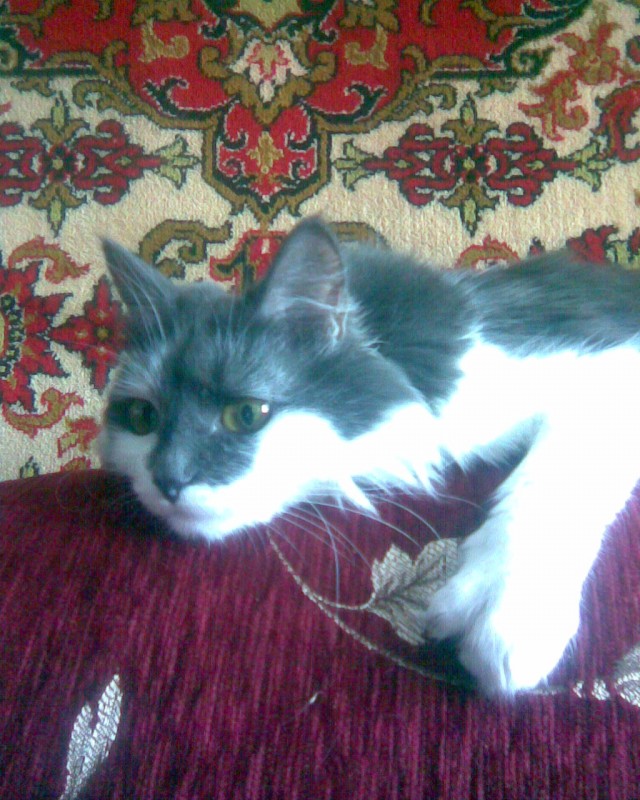 Начинаем котовторник!