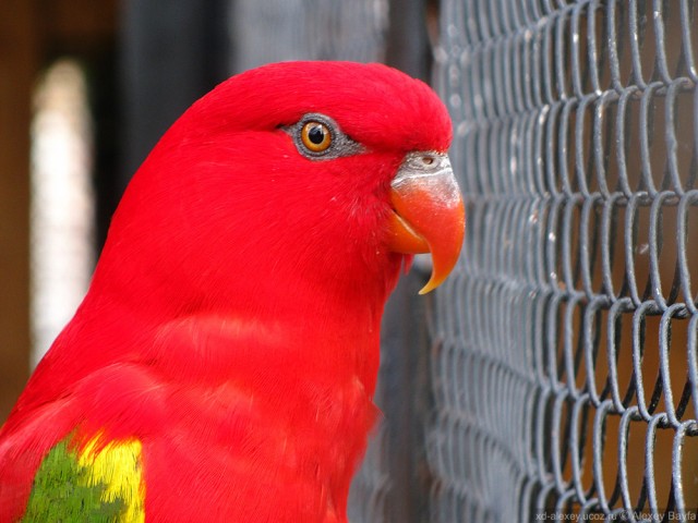 Детки в клетке