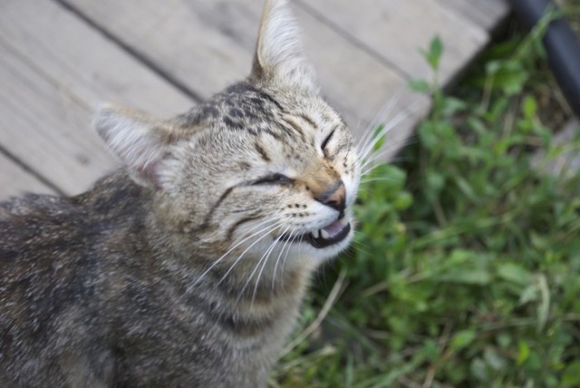 Котовторник объявляется открытым!
