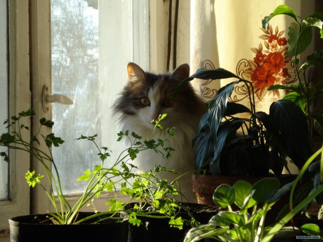 Первый котовторник июля