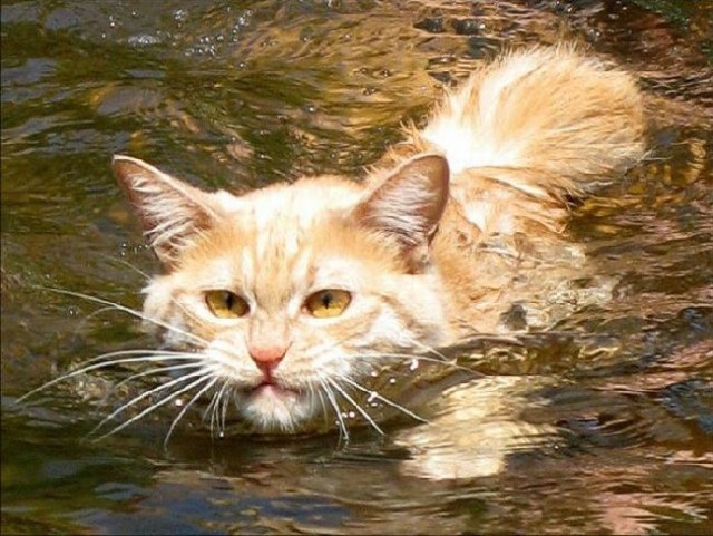 Интимный котовторник (23.08.11)