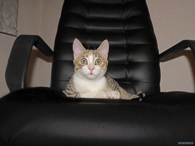 Котовторник (07.02.2012)