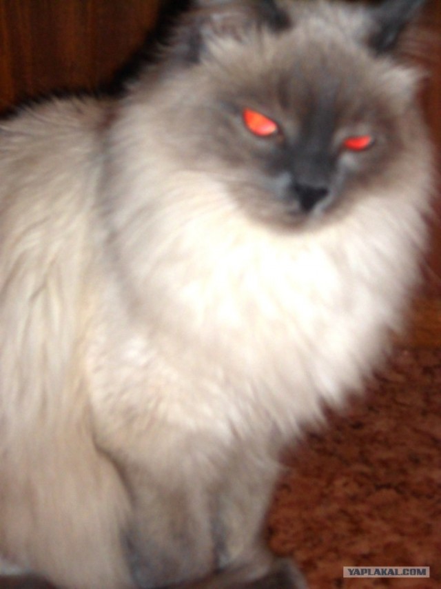 Котовторник (21.02.2012)