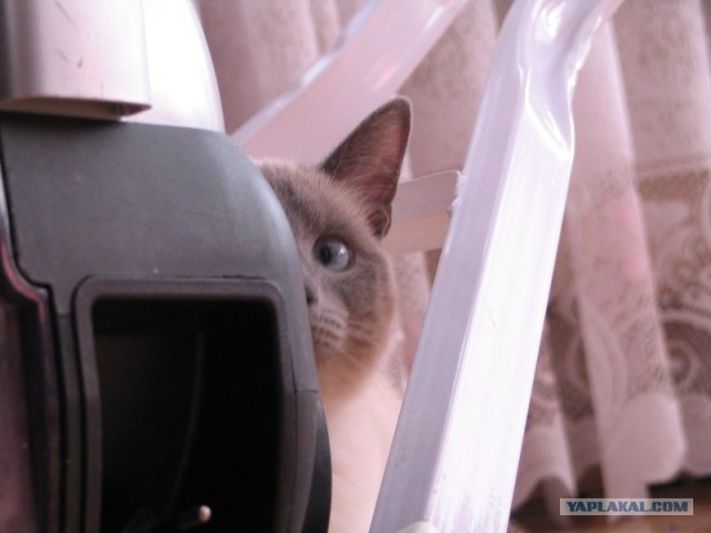 Котовторник 27.03.2012