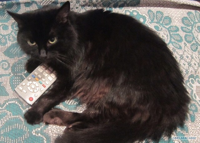 Котовторник 24.04.2012