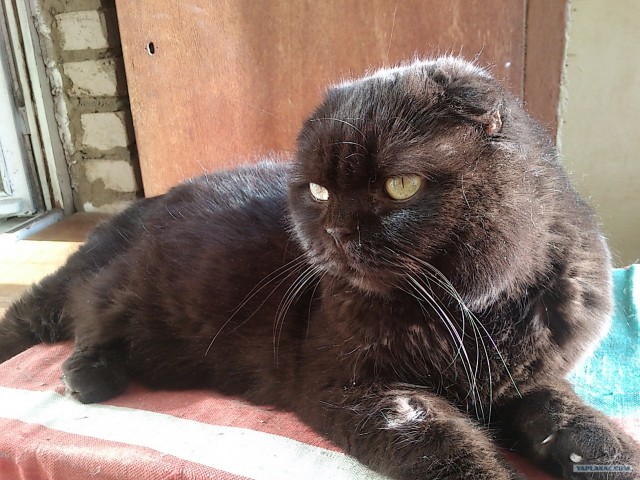Котовторник 29.05.2012