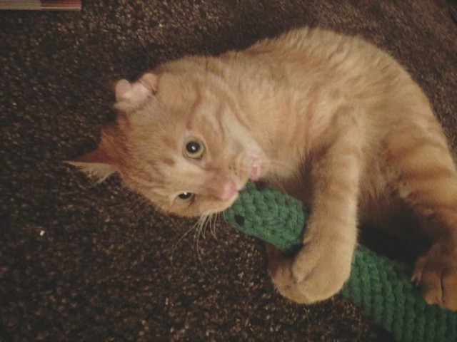 Прикольных котов пост