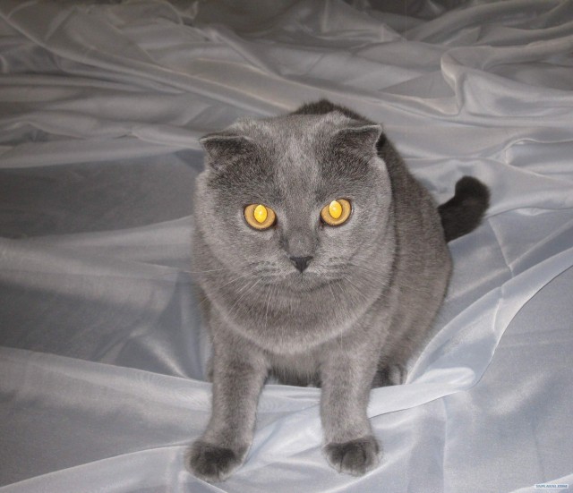 Котовторник  14.08.2012.