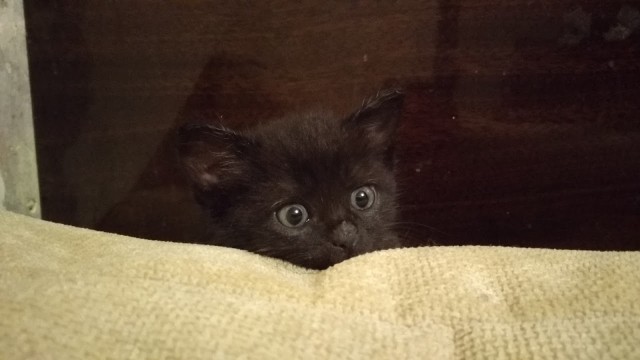 Забавные фото котеек