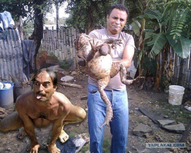 Царевна - лягушка