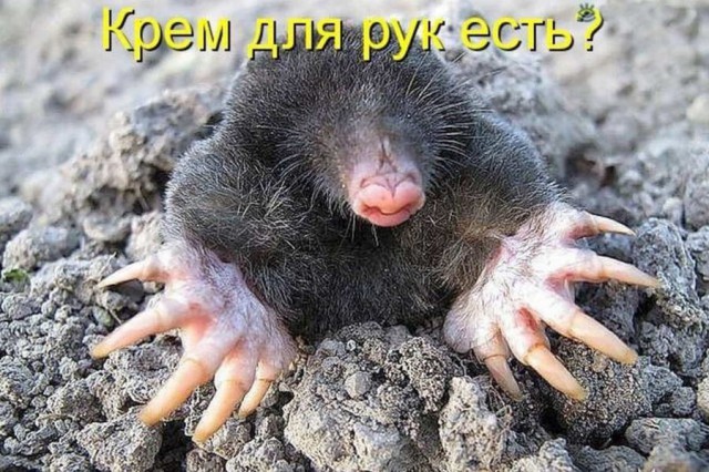 Анекдоты, соц-сети и картинки с надписями