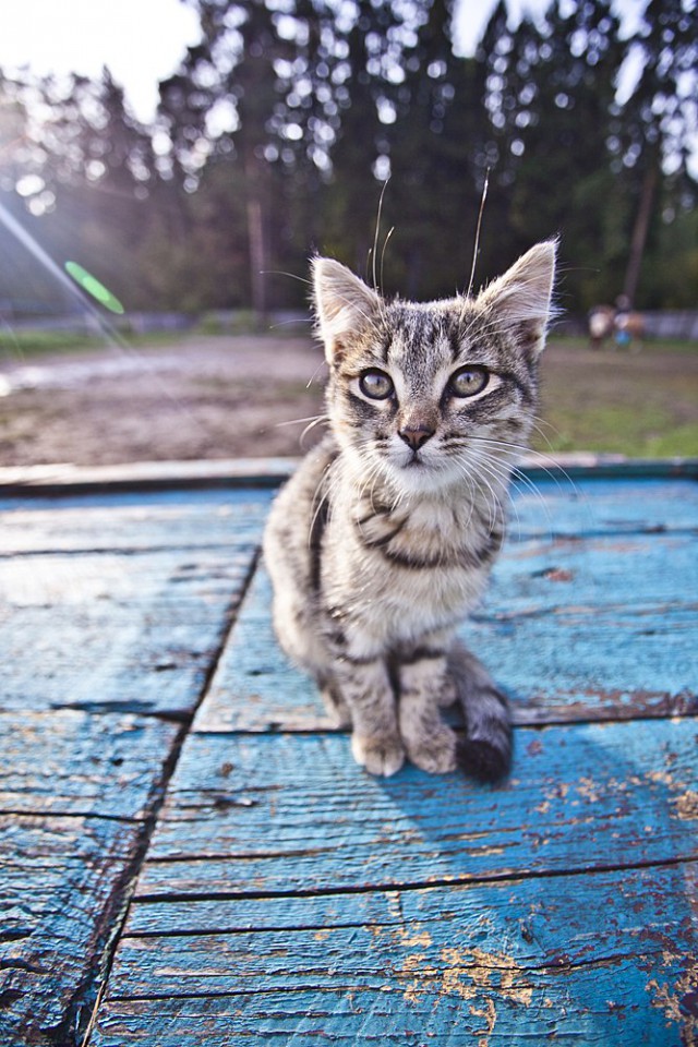 Котовторник! начнем? 04.06.19