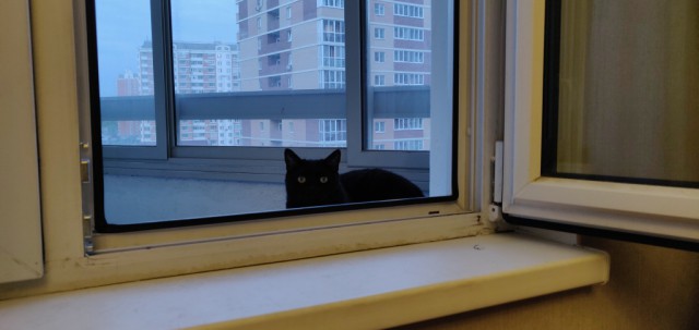 Котовторник 18.06.2019